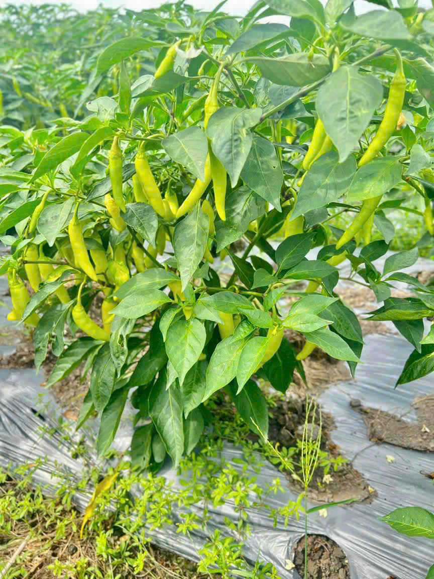 CÔNG TY TNHH THỰC PHẨM HAPPY FARM